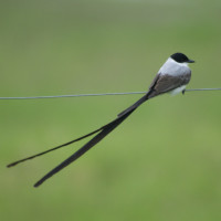 Fork-tailed Flycatcher